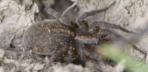 Trochosa sp.